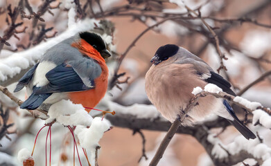 The pair of bullfinches (male and female) are sitting on a snowy branch of crabapple.