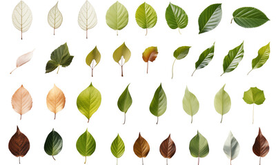 Set of green and brown leaves isolated on transparent background. 