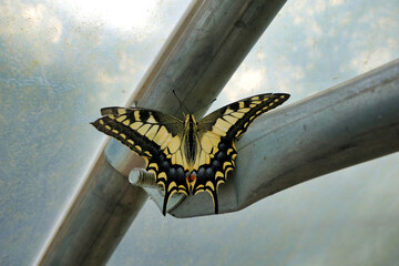 Swallowtail Butterfly ( Papilio machaon) resting on the metal framework of a polytunnel
