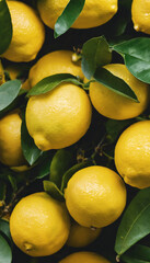 Citrus Bliss A Close Up of Juicy Lemons