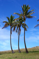 Palm trees in the coastal landscape on Easter Island, Chile, South America