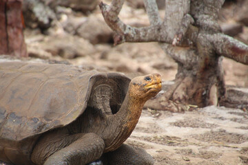 Giant tortoise in Charles Darwin Research Station Santa Cruz Island, Galapagos Islands, Ecuador