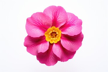 Naklejka premium A close-up view of a pink flower on a white surface. This image can be used for various purposes