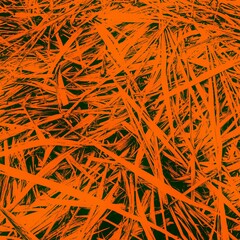 Long orange color leaf blades pattern isolated background