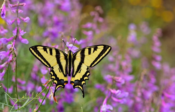 Papilio alexanor 943