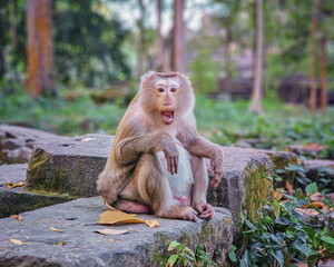Macaque monkey, Macaca fascicularis fascicularis, shouting at Angkor, Siem Reap, Cambodia