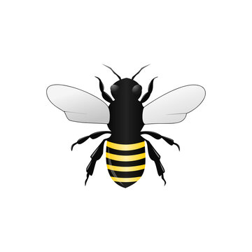Bee icon isolated on transparent background