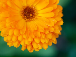 beautiful Orange flower medicine calendula (Marigold)  Background. Extreme macro shot - obrazy, fototapety, plakaty