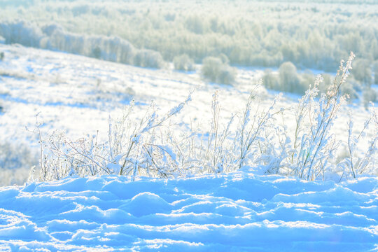 Frozen grass in soft focus, white snow against the backdrop of a snowy forest. Winter landscape, frosty day. Picture for weather forecast.