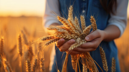 A farmer stands in a field of wheat holding ears of wheat in his hands