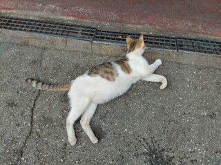 Fototapeta premium cat and dog