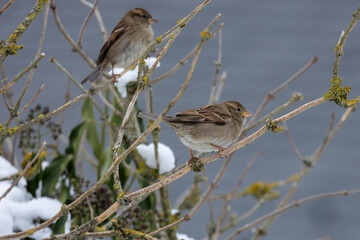 Sparrow sitting on a branch covered with snow in the winter