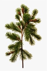 A close-up view of a branch from a pine tree with cones. This image can be used to depict nature, forestry, or the beauty of the outdoors