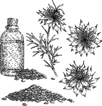 nigella sativa set hand drawn. spice black, cumin medicine, petal caraway nigella sativa vector sketch. isolated black illustration