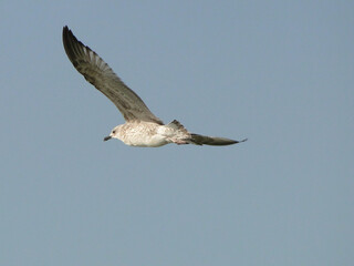 Wild seagull flying in the blue cloudless sky Bird in flight
