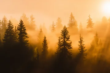 Papier Peint photo Lavable Matin avec brouillard The forest is bathed in the soft, golden glow of sunrise. The trees stand tall, their silhouettes etched against the vibrant sky. The scene is serene.