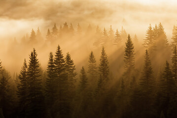 As the sun rises, casting a warm glow over the horizon, a misty forest comes to life. Silhouettes of pine trees emerge from the ethereal haze, creating a serene.