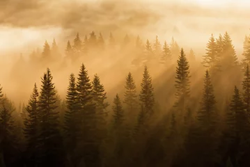 Papier Peint photo Lavable Matin avec brouillard As the sun rises, casting a warm glow over the horizon, a misty forest comes to life. Silhouettes of pine trees emerge from the ethereal haze, creating a serene.