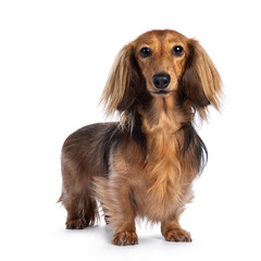 Cute smooth longhaired Dachshund dog aka teckel, standing up diagonal. Looking towards camera. Isolated on a white background.