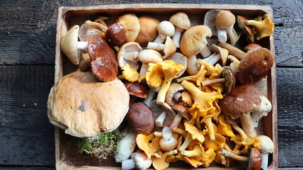 Box of fresh mixed forest mushrooms on wooden table