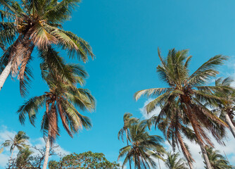 Bottom view of coconut palm trees in sunshine. Palm trees against a beautiful blue sky. Green palm...