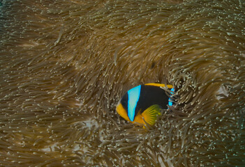 an allard's anemonefish takes shelter in the sea anemone for protection in the healthy coral reefs...