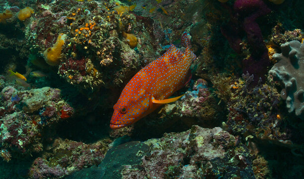 colourful coral grouper swimming in the vibrant coral reefs of watamu marine park, kenya