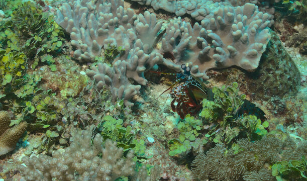 a side view of a pretty peacock mantis shrimp in the healthy coral garden of watamu marine park, kenya
