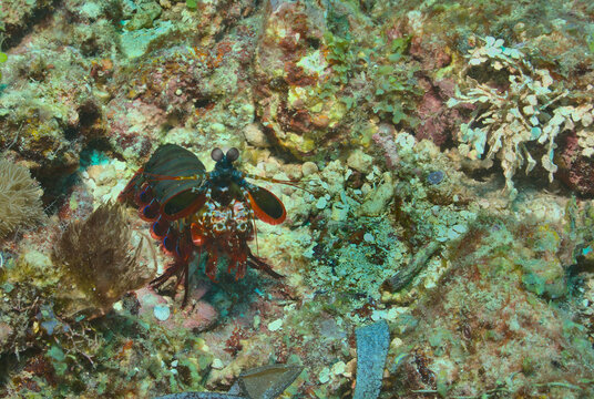 colourful peacock mantis shrimp looking alert in the vibrant coral reefs of watamu marine park, kenya