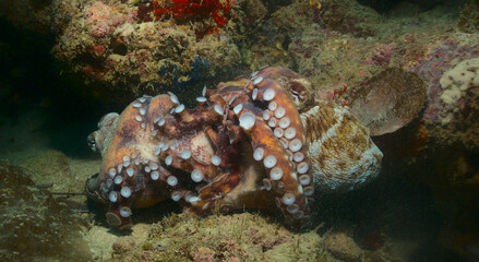 two reef or day octopuses fighting with their suckers and tentacles after mating in the coral reefs...