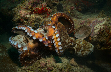 pair of day octopuses fighting with their tentacles after copulation in the coral reefs of watamu marine park, kenya