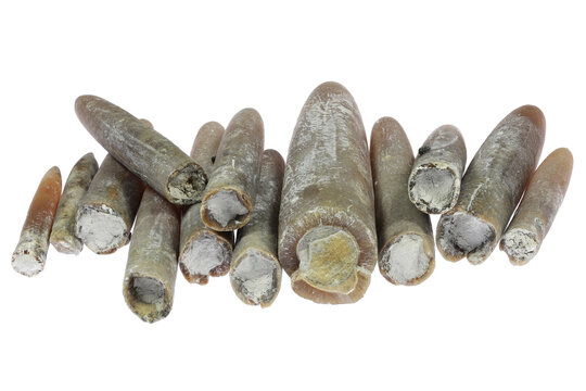 belemnites (Gonioteuthis quadrata) from the H&ouml;ver, Germany isolated on white background