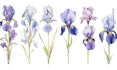 Fotobehang Floral summer flora flowers illustration background drawing nature spring purple plant iris watercolor blossom © VICHIZH