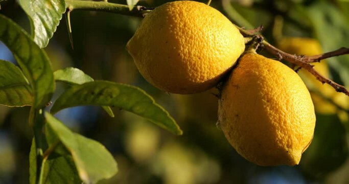 Lemon fruits on tree, Southern France, Occitania, France