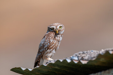Little Owl (Athene noctua) on the roof of an old hut.