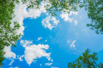 新緑の緑と青空
