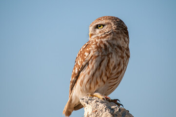 Little Owl (Athene noctua) on the stones.