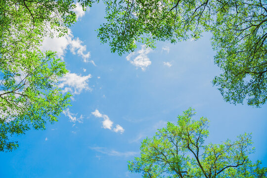新緑の緑と青空