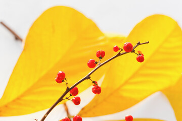 大きなポポーの葉と赤い実（ツルウメモドキ）