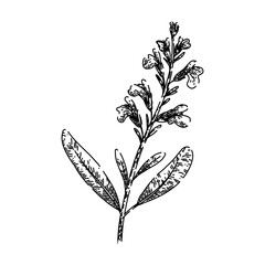 sage sage hand drawn. leaf green, herbal garden, healthy organic sage sage vector sketch. isolated black illustration