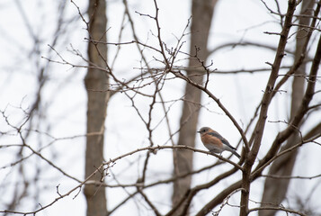 Eastern Bluebird