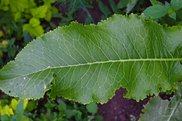 Green leaf of horseradish plant. Close-up. Selective focus. Copyspace