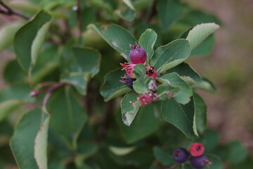 Irga will sing on the bush. Close-up. Selective focus. Copyspace