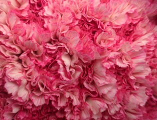 Full frame pink petails flowers good feeling fresh life looking.