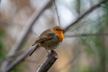 Robin perched on a branch shallow depth of field