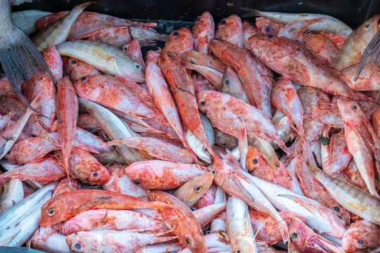 Mullus barbatus Fish Harvest from Fishing.