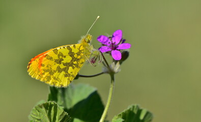 Anthocharis Damone 1015