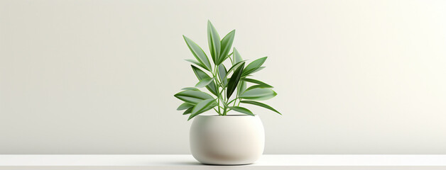 Wide panoramic banner wallpaper of a pot with small plant in a white background 