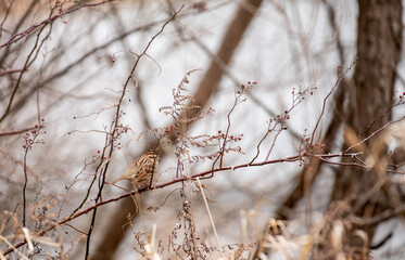 White Throated Sparrow