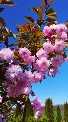 Pink flower blossom of japanese sakura - Prunus serrulata Kanzan